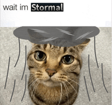 a picture of a cat with the words wait im stormal written above it