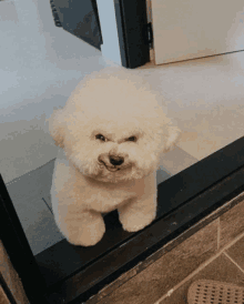 a small white dog is standing in front of a door