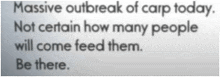 a massive outbreak of carp today not certain how many people will come feed them