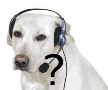 a white dog wearing headphones with a question mark behind it