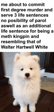 a picture of a white dog with a caption about committing first degree murder and serving 3 life sentences