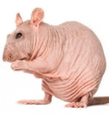 a hairless mouse is sitting on a white background .