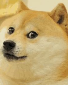 a doge is looking at the camera with a surprised look on its face .