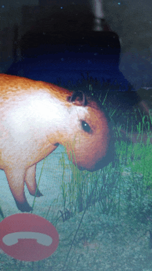 a picture of a capybara with a red and white sign that says call