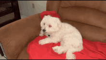 a small white dog with red eyes is laying on a red blanket on a brown couch