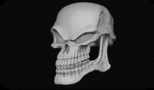 a 3d model of a human skull with a black background