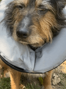 a dog wearing a cone around its neck