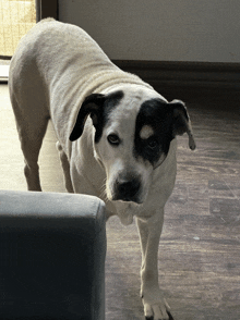 a black and white dog standing in front of a couch