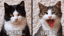 a black and white cat with the words on grind and level 10