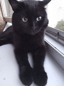 a black cat is laying on a window sill looking at the camera