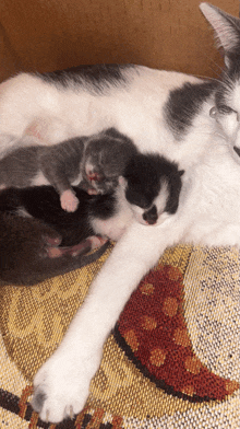 a cat laying on a blanket with two kittens