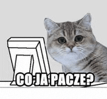 a cat is sitting next to a box with the words `` co ja pace ? '' written on it .