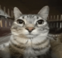 a close up of a cat in a cage looking at the camera