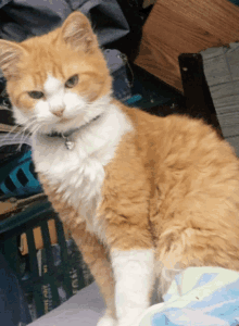 an orange and white cat wearing a collar with a tag that says ' i 'm sorry ' on it