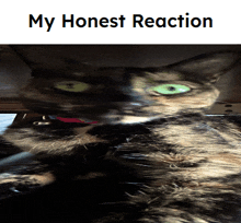 a picture of a cat with green eyes and the words my honest reaction below it