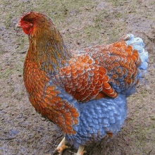 a red and blue chicken is standing in the dirt .