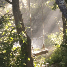 a wooden swing hangs from a tree in the woods near a river