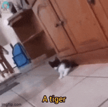 a black and white cat is walking on a tiled floor with the words a tiger written on it .