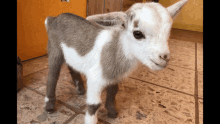 a baby goat is standing on a tiled floor and looking at the camera