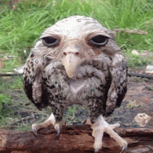 a small owl with a long beak is standing on a log .