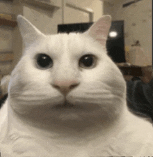 a close up of a white cat 's face with a big nose .