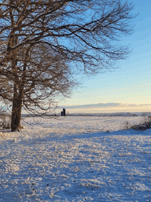 a snowy field with a tree in the foreground