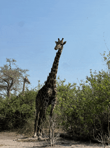 a giraffe is standing in the middle of a field