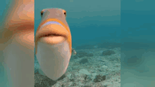 a fish with its mouth open is swimming in the ocean .