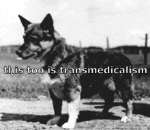 a black and white photo of a dog with the words " this too is transmedicalism " below it