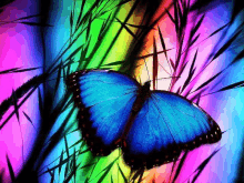 a blue butterfly is sitting in the grass with a colorful background behind it .