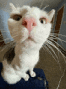 a close up of a white cat 's face with a pink nose .