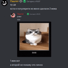 a screenshot of a chat with a picture of a cat in the corner