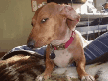 a brown dog wearing a pink collar with a tag that says ' i love you ' on it