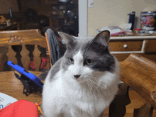 a gray and white cat is sitting in a chair