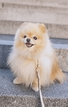 a pomeranian dog is sitting on a set of stairs with a leash on .