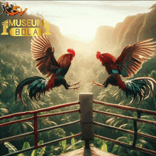 two roosters are fighting in a boxing ring and the words museum bola are on the bottom