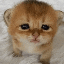 a small brown kitten is sitting on a white blanket .