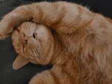 a close up of a cat laying on its back with its head on its paw