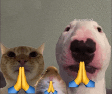 a cat a dog and a hamster are praying with emoji hands on their faces