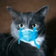 a gray and white cat wearing a blue face mask with tears coming out of its eyes .