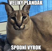 a cat with the words velky plandak spodni vyrok written above it