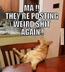 a cat is laying on its back on a table with a caption that says `` they 're posting weird shit again '' .