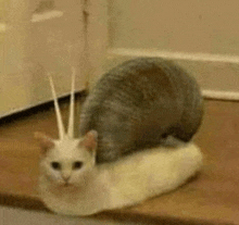 a cat is laying on top of a white object on the floor .