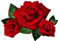 three red roses with green leaves are on a white background