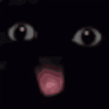 a close up of a black cat 's eyes and tongue sticking out in the dark .