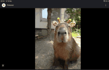 a picture of a capybara wearing a giraffe headband on pinterest