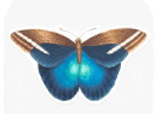 a blue butterfly with brown wings and a blue center on a white background .