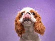 a brown and white dog with its tongue out