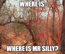 a picture of a giraffe in a tree with the caption where is mr. silly