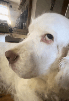 a close up of a white dog 's face looking at the camera